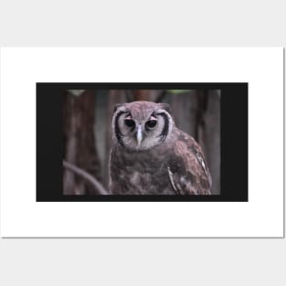 Milky Eagle Owl Posters and Art